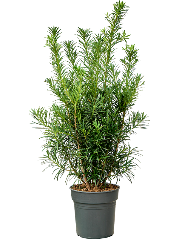 Planta naturala de interior Bush D80xH40cm Podocarpus macrophyllus (80-100) PS24/23cm in pamant