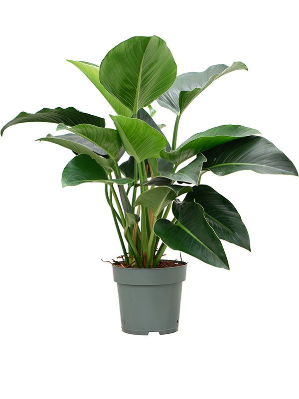 Planta naturala de interior Bush D80xH90cm Philodendron 'Green Beauty' PS27/25cm in pamant