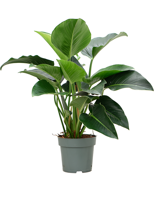 Planta naturala de interior Bush D80xH90cm Philodendron 'Green Beauty' PS27/25cm in pamant