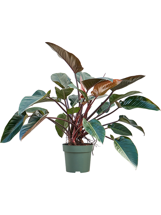 Planta naturala de interior Bush D90xH100cm Philodendron 'Red Beauty' PS30/28cm in pamant