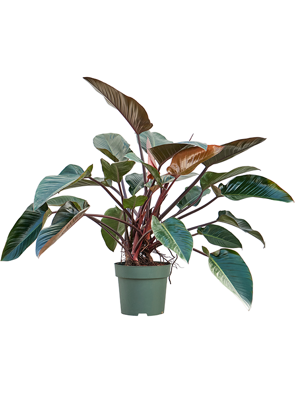 Planta naturala de interior Bush D90xH100cm Philodendron 'Red Beauty' PS30/28cm in pamant