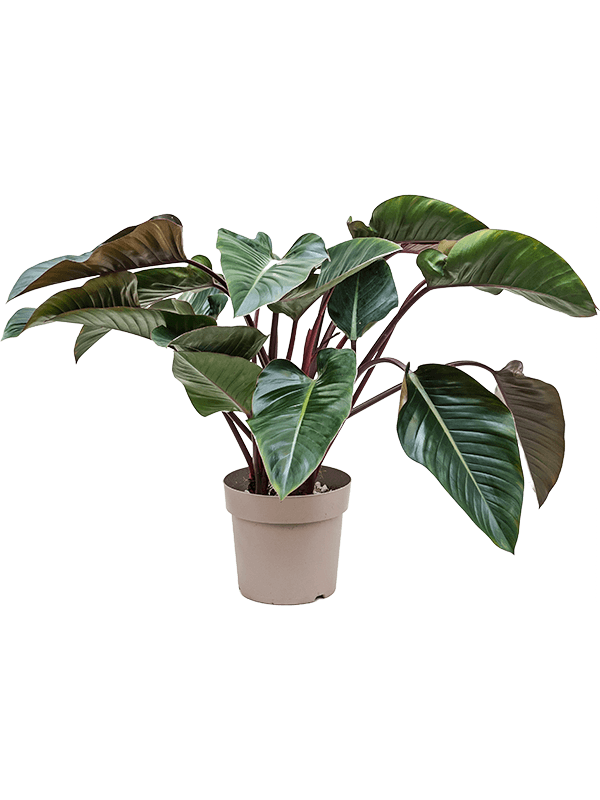 Planta naturala de interior Bush D90xH115cm Philodendron 'Red Beauty' PS27/24cm in pamant