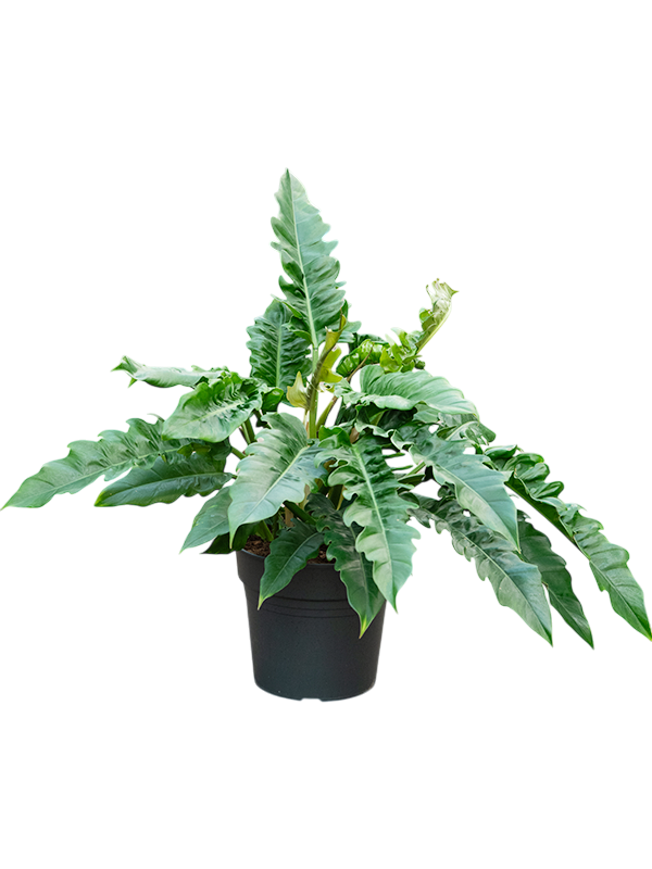 Planta naturala de interior Bush D90xH70cm Philodendron 'Narrow' PS30/27cm in pamant