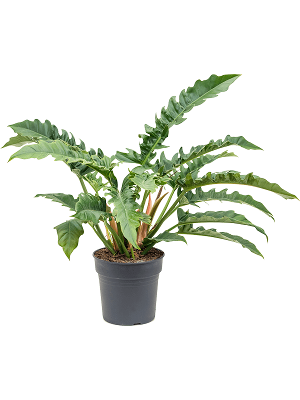 Planta naturala de interior Bush D90xH80cm Philodendron 'Narrow' PS27/25cm in pamant