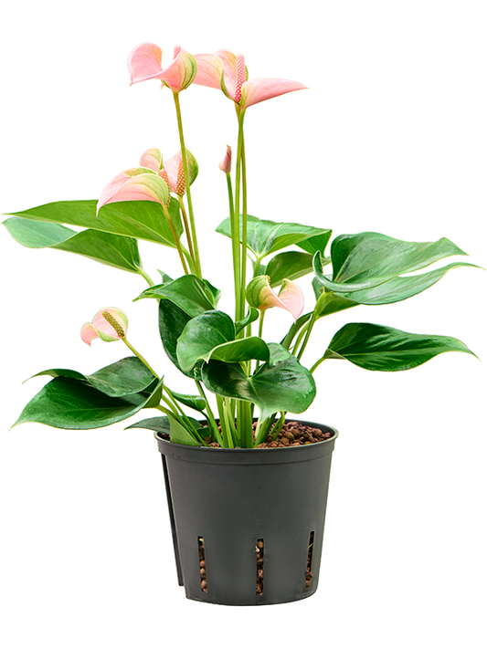 Planta naturala de interior Bush Pink D20xH35cm Anthurium andraeanum 'Joli' P13/12cm in hidrogranule