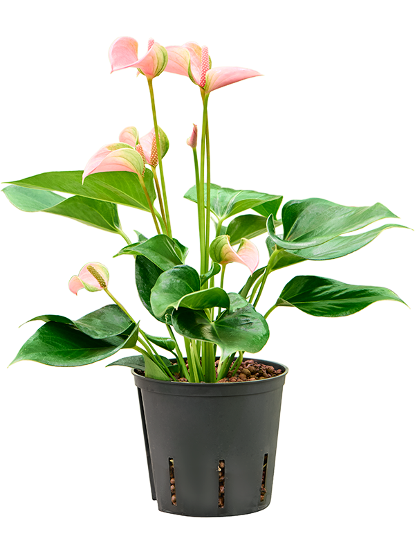 Planta naturala de interior Bush Pink D20xH45cm Anthurium andraeanum 'Joli' P13/12cm in hidrogranule