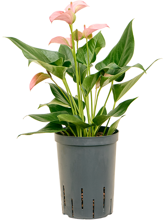 Planta naturala de interior Bush Pink D20xH55cm Anthurium andraeanum 'Joli' P15/19cm in hidrogranule