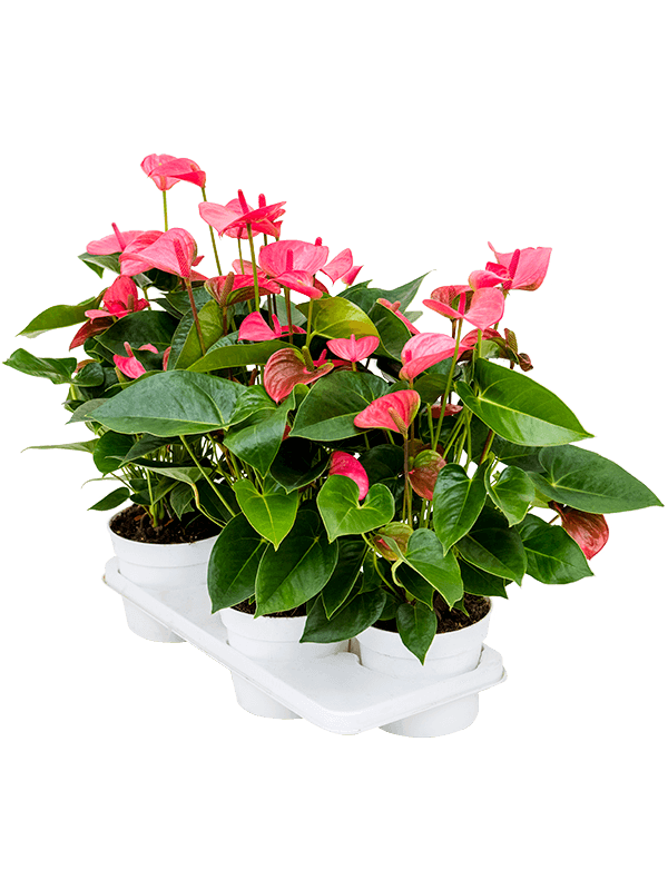 Planta naturala de interior Bush Pink D35xH55cm Anthurium andraeanum 'Pink Champion' PS17/14cm in pamant