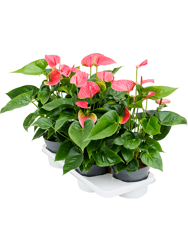 Planta naturala de interior Bush Pink D35xH65cm Anthurium andraeanum 'Maine' PS17/14cm in pamant