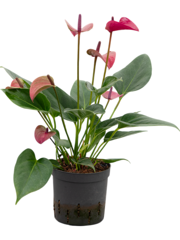 Planta naturala de interior Bush Purple D20xH35cm Anthurium andraeanum 'Cirano' P13/12cm in hidrogranule