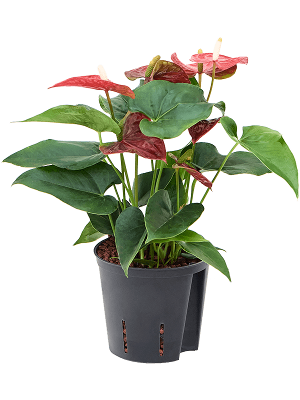 Planta naturala de interior Bush Red D20xH40cm Anthurium andraeanum 'Sierra' P13/12cm in hidrogranule