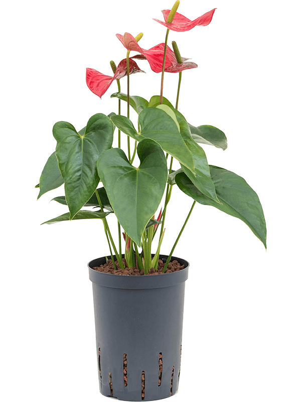 Planta naturala de interior Bush Red D30xH50cm Anthurium andraeanum 'Sierra' P15/19cm in hidrogranule