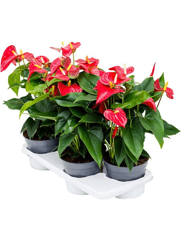 Planta naturala de interior Bush Red D35xH55cm Anthurium andraeanum 'Sierra' PS17/14cm in pamant