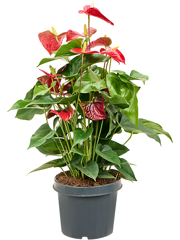 Planta naturala de interior Bush Red D40xH60cm Anthurium andraeanum 'Sierra' PS21/17cm in pamant