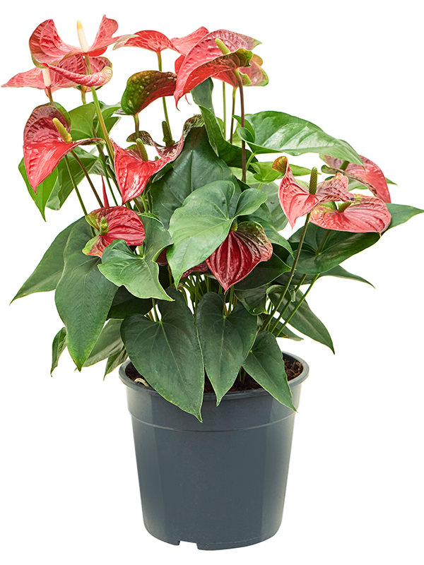 Planta naturala de interior Bush Red D50xH70cm Anthurium andraeanum 'Sierra' PS27/24cm in pamant