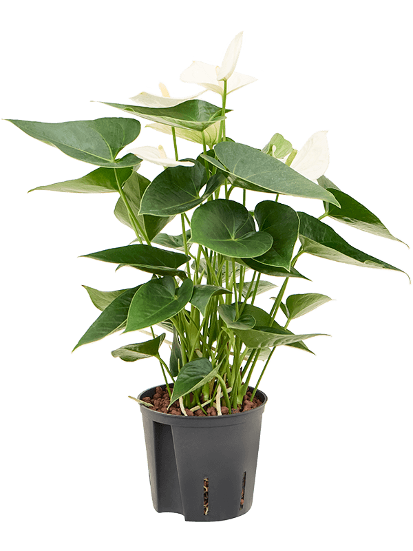 Planta naturala de interior Bush White D20xH40cm Anthurium andraeanum 'Sierra White' P13/12cm in hidrogranule