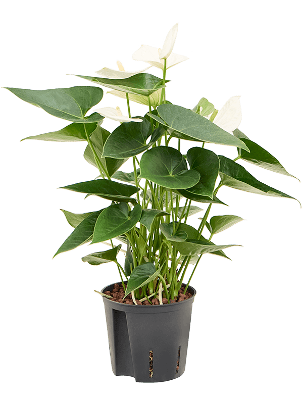 Planta naturala de interior Bush White D20xH45cm Anthurium andraeanum 'Sierra White' P13/12cm in hidrogranule