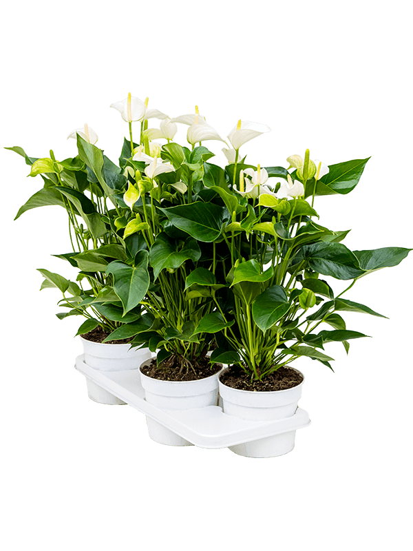 Planta naturala de interior Bush White D35xH55cm Anthurium andraeanum 'White Champion' PS17/14cm in pamant