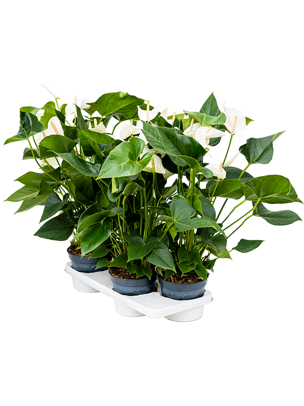 Planta naturala de interior Bush White D35xH65cm Anthurium andraeanum 'Sierra White' PS17/14cm in pamant