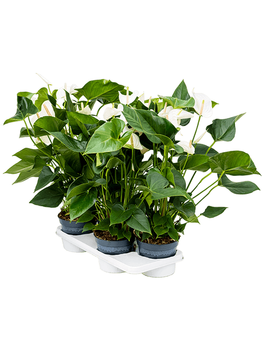 Planta naturala de interior Bush White D35xH65cm Anthurium andraeanum 'Sierra White' PS17/14cm in pamant