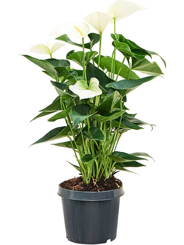 Planta naturala de interior Bush White D40xH60cm Anthurium andraeanum 'Sierra White' PS21/17cm in pamant