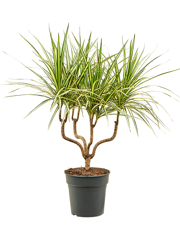 Planta naturala de interior Candlestick D45xH70cm Dracaena marginata 'Sunray' PS21/19cm in pamant