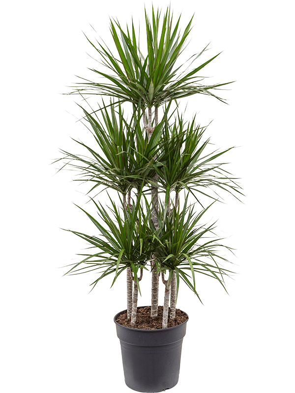 Planta naturala de interior Carrousel (6pp) D60xH150cm Dracaena marginata PS30/27cm in pamant