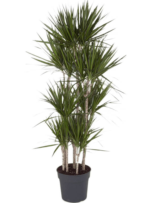 Planta naturala de interior Carrousel (8pp) D45xH190cm Dracaena marginata PS34/28cm in pamant