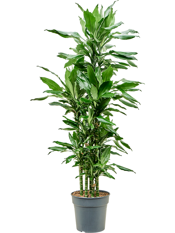 Planta naturala de interior Carrousel (8pp) D50xH145cm Dracaena fragrans 'Burundii' PS27/25cm in pamant