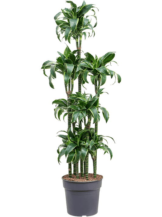 Planta naturala de interior Carrousel D35xH170cm Dracaena fragrans 'Dorado' PS34/28cm in pamant