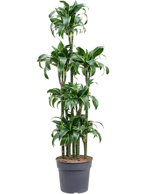 Planta naturala de interior Carrousel D35xH170cm Dracaena fragrans 'Dorado' PS34/28cm in pamant