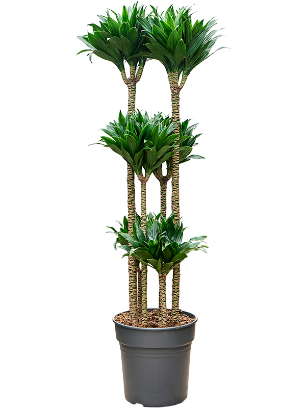 Planta naturala de interior Carrousel D40xH130cm Dracaena fragrans 'Compacta' PS27/25cm in pamant