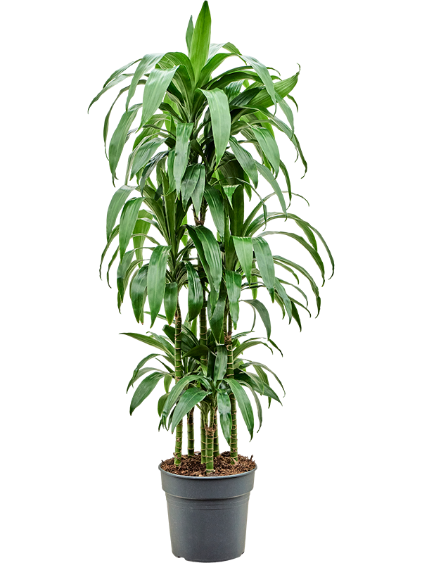 Planta naturala de interior Carrousel D45xH140cm Dracaena fragrans 'Janet Craig' PS30/27cm in pamant