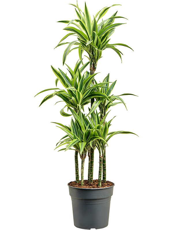 Planta naturala de interior Carrousel D45xH140cm Dracaena fragrans 'Lemon Lime' PS30/28cm in pamant