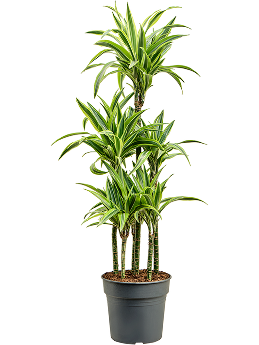 Planta naturala de interior Carrousel D45xH140cm Dracaena fragrans 'Lemon Lime' PS30/28cm in pamant