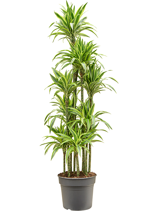 Planta naturala de interior Carrousel D50xH200cm Dracaena fragrans 'Lemon Lime' PS38/32cm in pamant