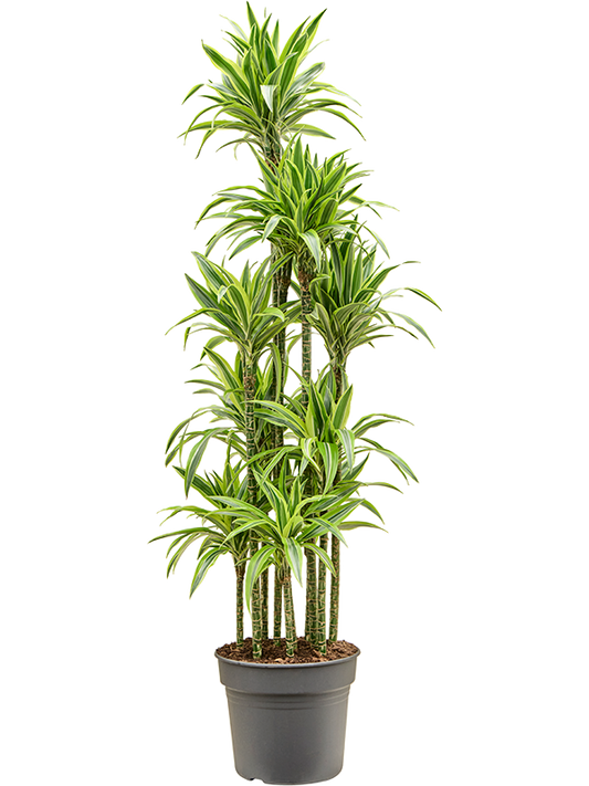 Planta naturala de interior Carrousel D50xH200cm Dracaena fragrans 'Lemon Lime' PS38/32cm in pamant