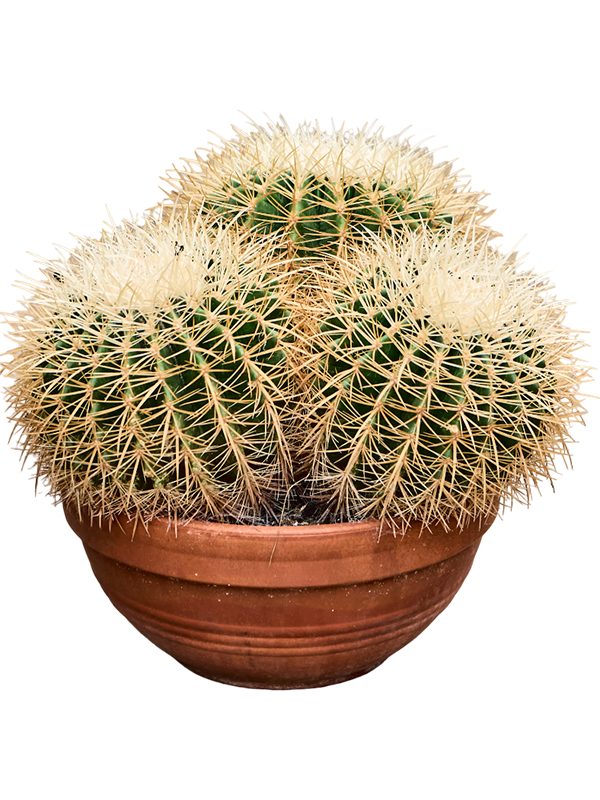 Planta naturala de interior Cluster D45xH35cm Echinocactus grusonii 'Albispina' PS30/16cm in pamant
