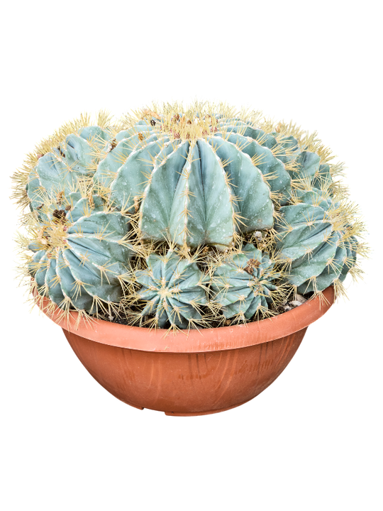 Planta naturala de interior Cluster D50xH40cm Ferocactus glaucescens PS40/19cm in pamant