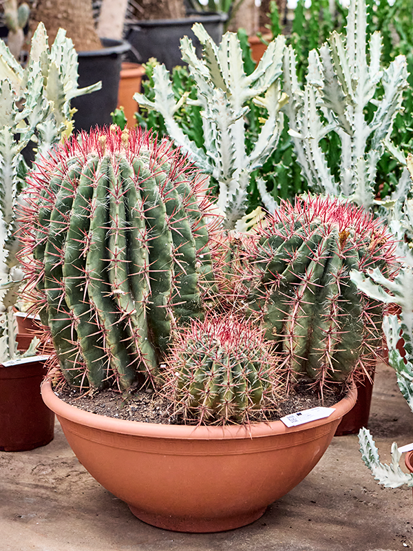 Planta naturala de interior Cluster D65xH70cm Ferocactus stainesii PS50/25cm in pamant