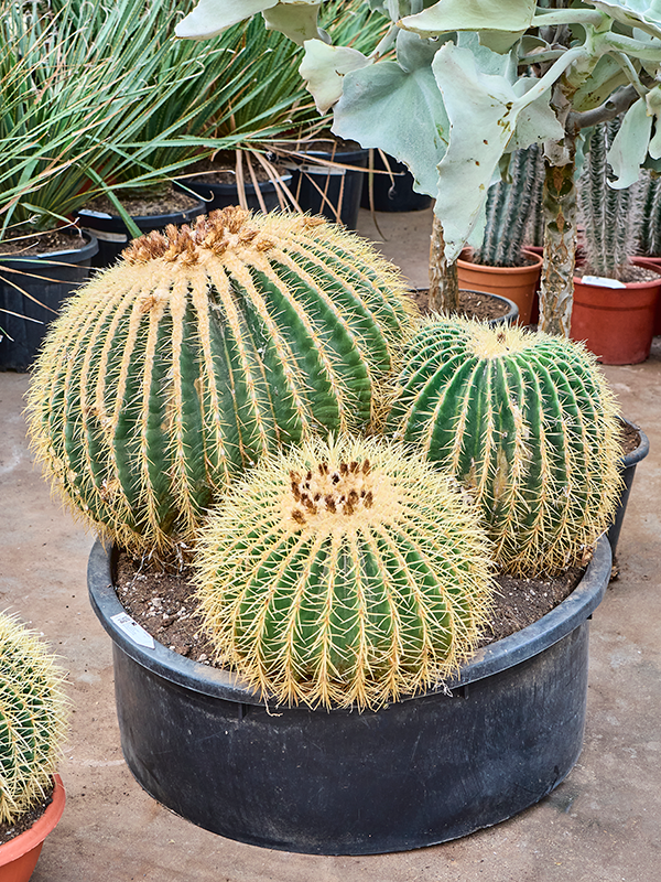 Planta naturala de interior Cluster D95xH85cm Echinocactus grusonii PS70/31cm in pamant
