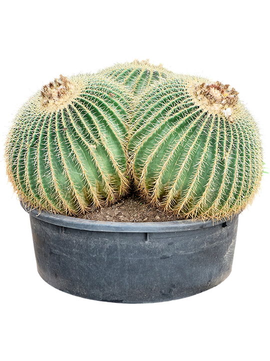 Planta naturala de interior Cluster D95xH85cm Echinocactus grusonii PS70/31cm in pamant