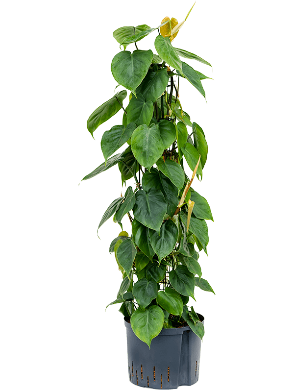 Planta naturala de interior Column 110 D40xH110cm Philodendron scandens P25/19cm in hidrogranule