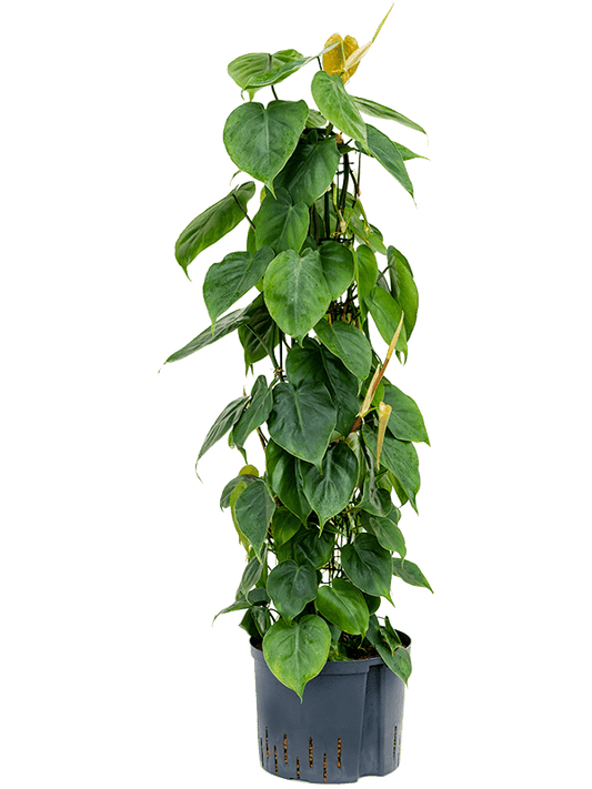 Planta naturala de interior Column 110 D40xH110cm Philodendron scandens P25/19cm in hidrogranule