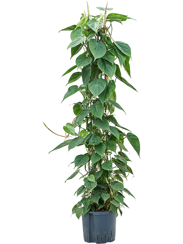 Planta naturala de interior Column 120 D35xH130cm Philodendron scandens P22/19cm in hidrogranule