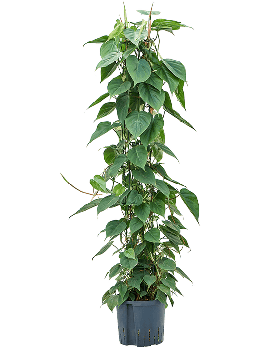 Planta naturala de interior Column 120 D35xH135cm Philodendron scandens P22/19cm in hidrogranule