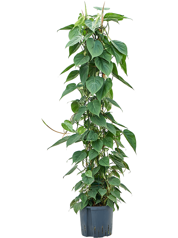 Planta naturala de interior Column 120 D35xH135cm Philodendron scandens P22/19cm in hidrogranule