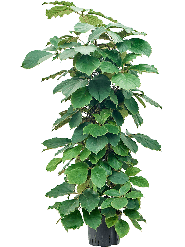 Planta naturala de interior Column 120 D60xH130cm Tetrastigma voinierianum P22/19cm in hidrogranule