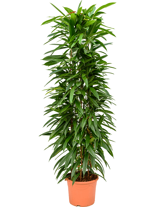 Planta naturala de interior Column 150 D50xH130cm Ficus binnendijkii 'Amstel King' PS30/23cm in pamant