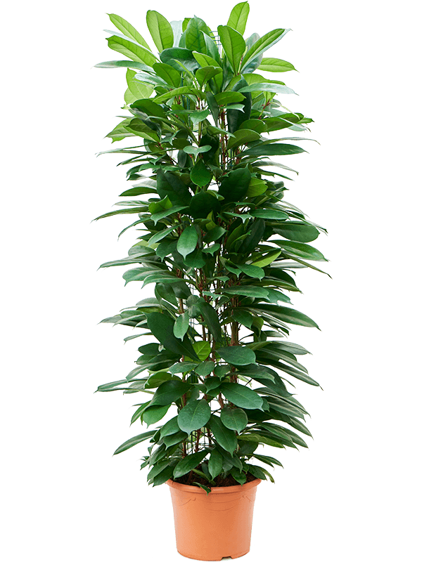 Planta naturala de interior Column 150 D50xH150cm Ficus cyathistipula PS29/25cm in pamant